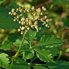 Causonis clematidea (Causonis clematidea)