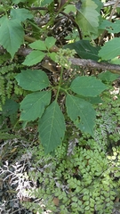 Causonis clematidea (Causonis clematidea)