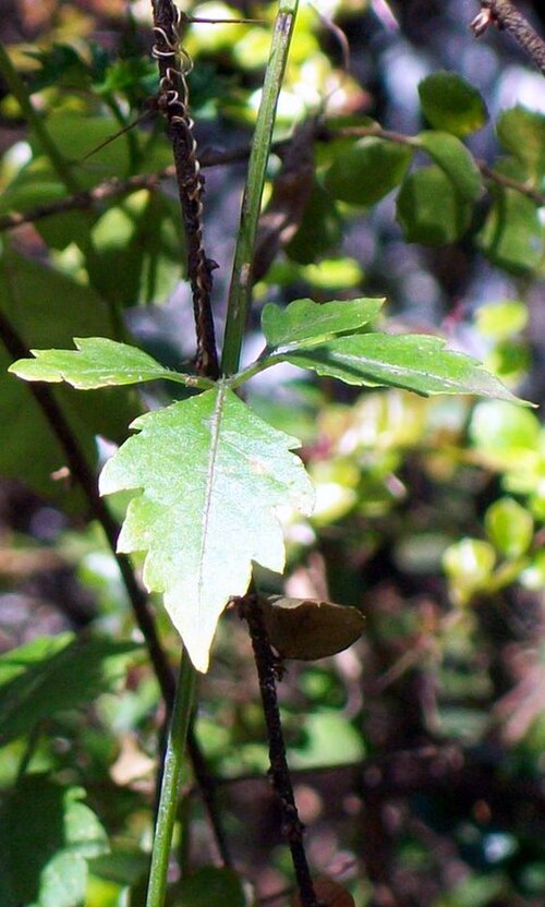 Causonis clematidea: Cayratia clematidea at Eastwood, NSW