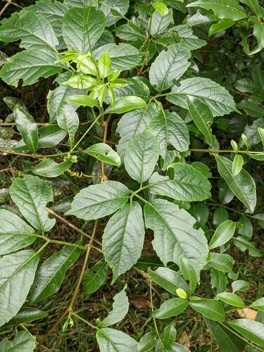 Causonis clematidea (Causonis clematidea)
