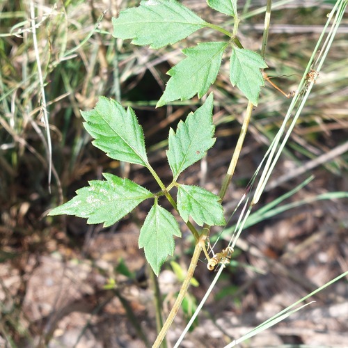 Causonis clematidea (Causonis clematidea)