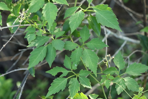 Causonis clematidea (Causonis clematidea)