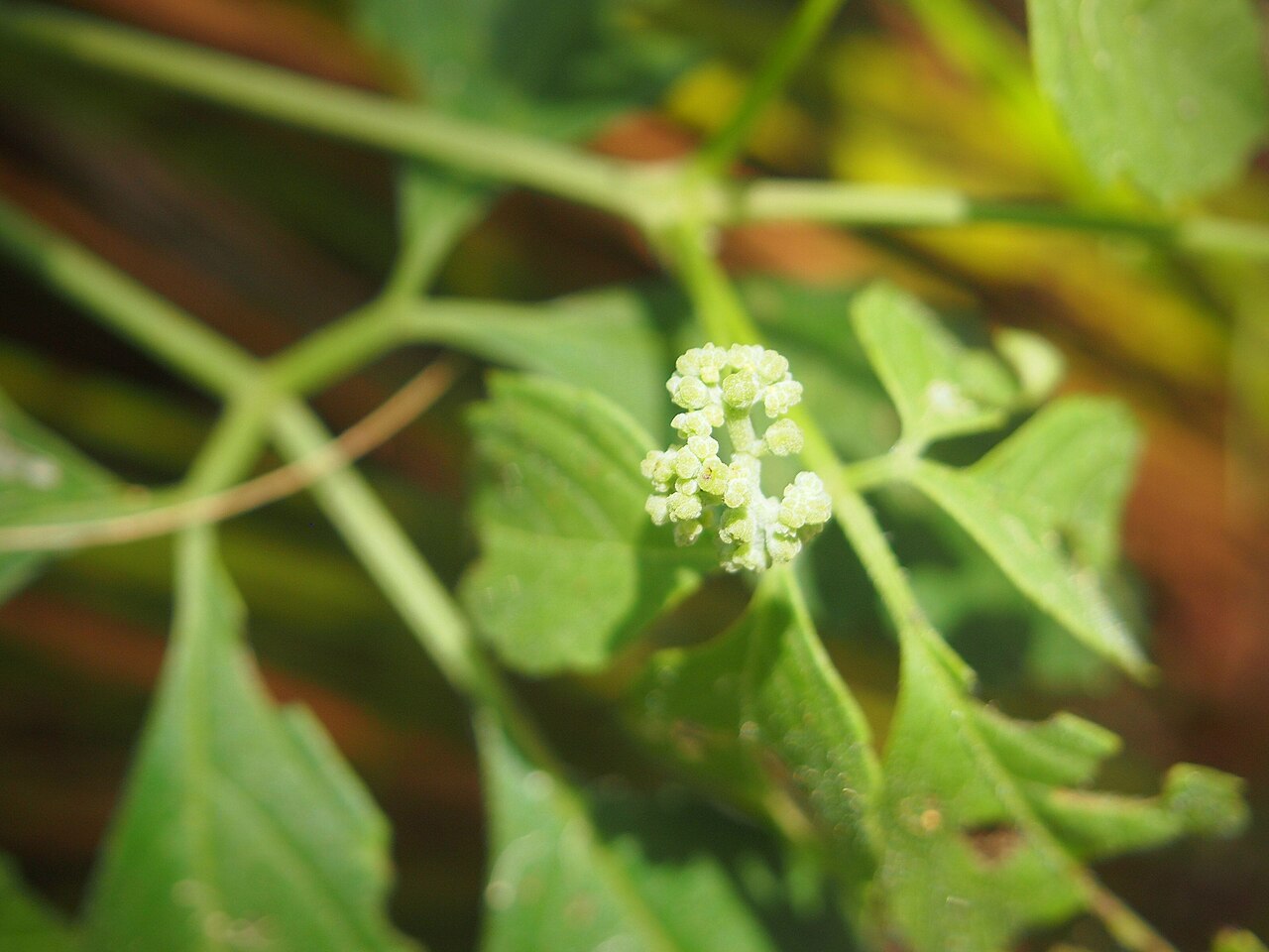Causonis clematidea: Cayratia clematidea flowers