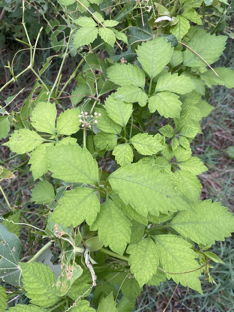Causonis clematidea (Causonis clematidea)