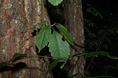 Causonis clematidea (Causonis clematidea)
