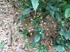 Causonis corniculata (Causonis corniculata)