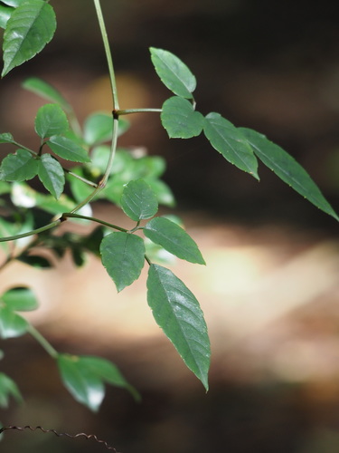 Causonis corniculata (Causonis corniculata)