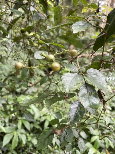 Causonis corniculata (Causonis corniculata)