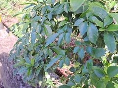 Causonis corniculata (Causonis corniculata)