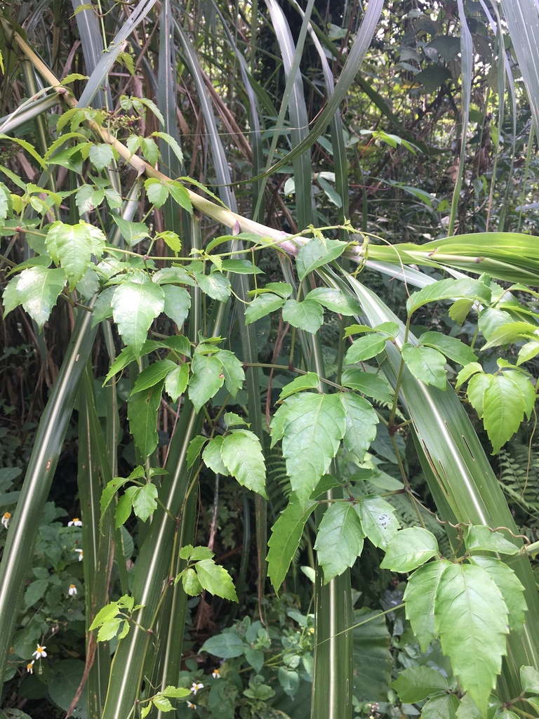 Causonis corniculata (Causonis corniculata)