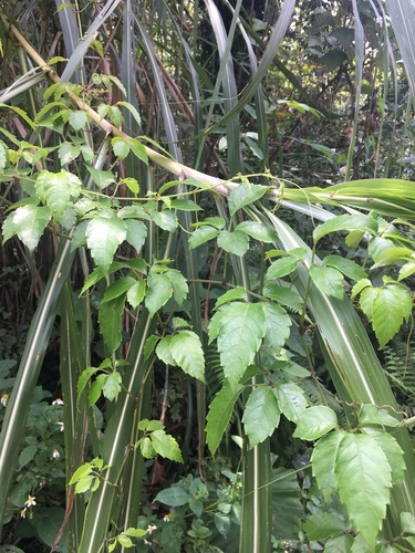 Causonis corniculata (Causonis corniculata)