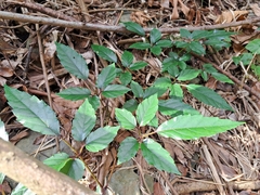 Causonis corniculata (Causonis corniculata)