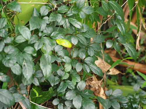 Causonis corniculata (Causonis corniculata)
