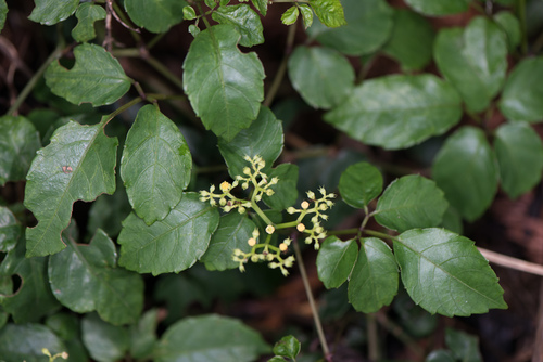 Causonis corniculata (Causonis corniculata)