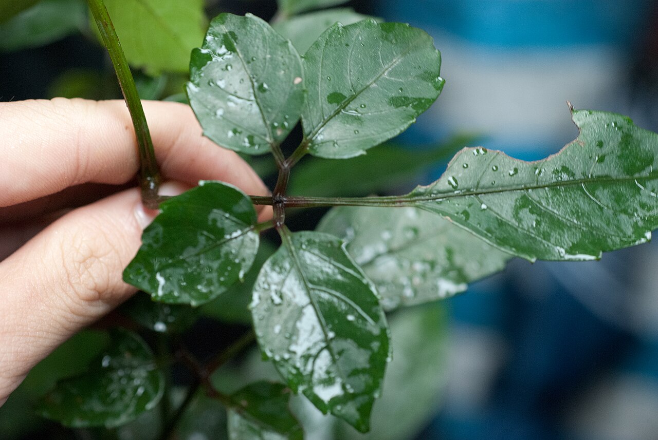 Causonis corniculata: 角花烏蘝梅