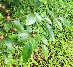 Causonis corniculata (Causonis corniculata)