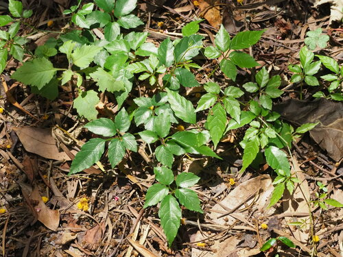 Causonis corniculata (Causonis corniculata)