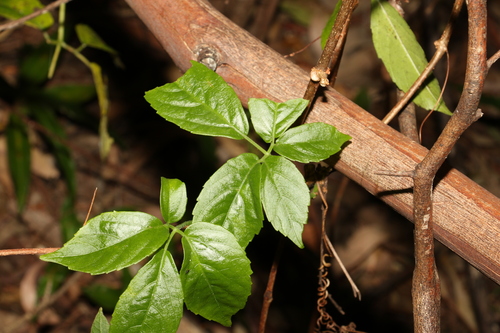 Causonis eurynema (Causonis eurynema)