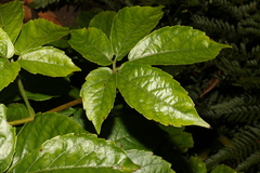 Causonis eurynema (Causonis eurynema)