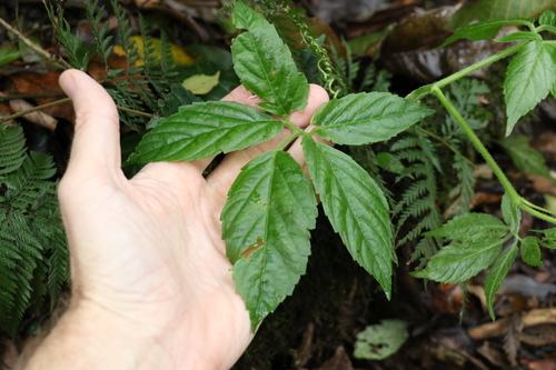 Causonis eurynema (Causonis eurynema)