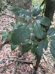 Causonis eurynema (Causonis eurynema)