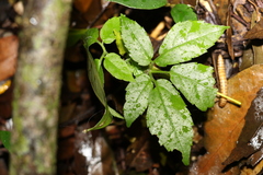 Causonis eurynema (Causonis eurynema)