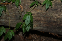Causonis eurynema (Causonis eurynema)