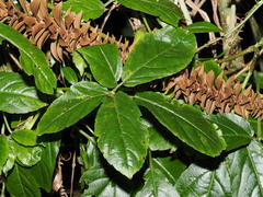 Causonis eurynema (Causonis eurynema)