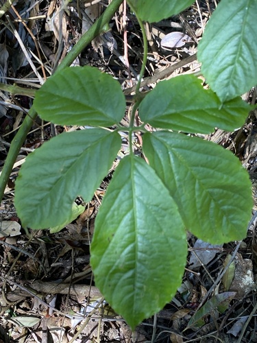 Causonis eurynema (Causonis eurynema)