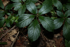 Causonis eurynema (Causonis eurynema)