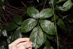 Causonis eurynema (Causonis eurynema)