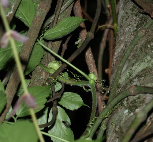 Causonis eurynema (Causonis eurynema)
