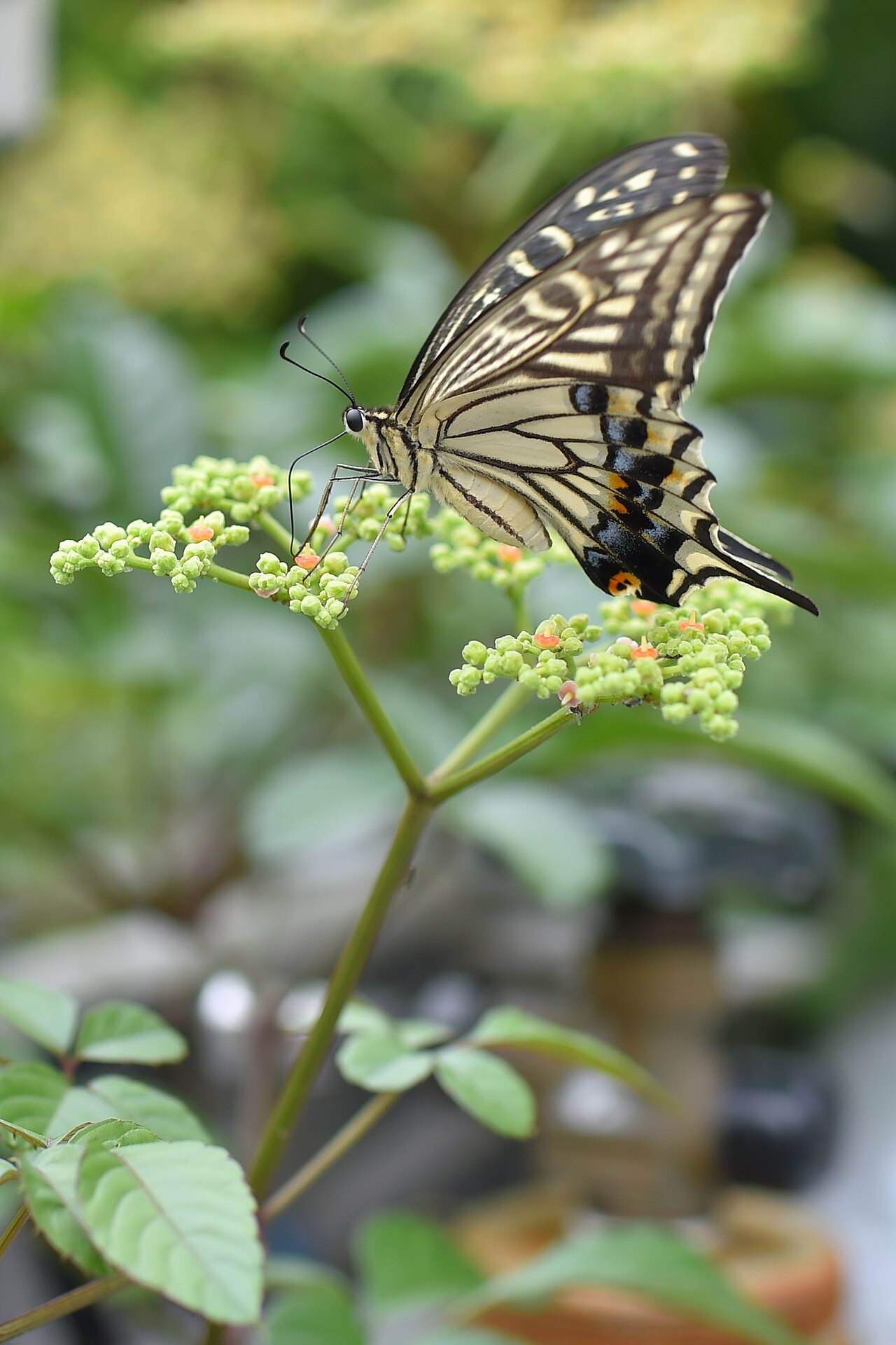 Bushkiller: ヤブガラシの花蜜を吸うナミアゲハ