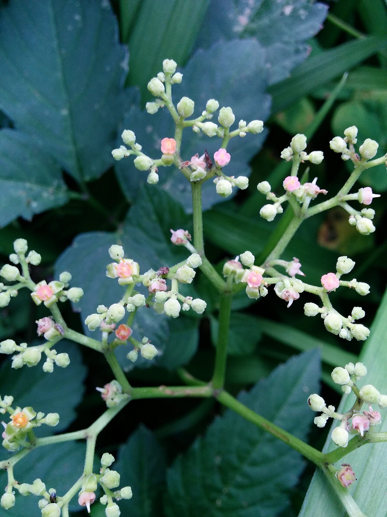 Bushkiller: Causonis japonica , photographed in Central China Normal University, Wuhan, Hubei Province, China