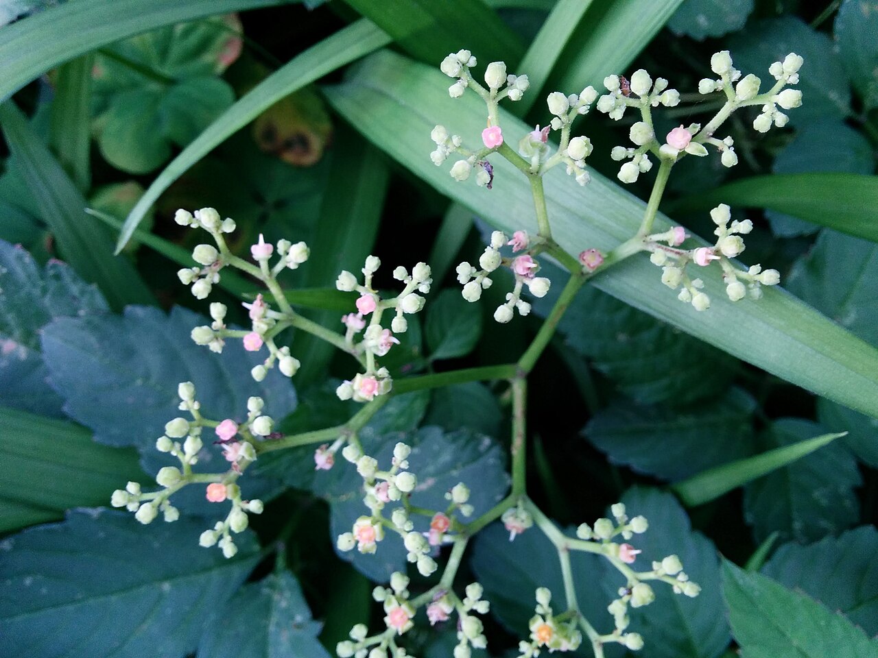 Bushkiller: Causonis japonica , photographed in Central China Normal University, Wuhan, Hubei Province, China