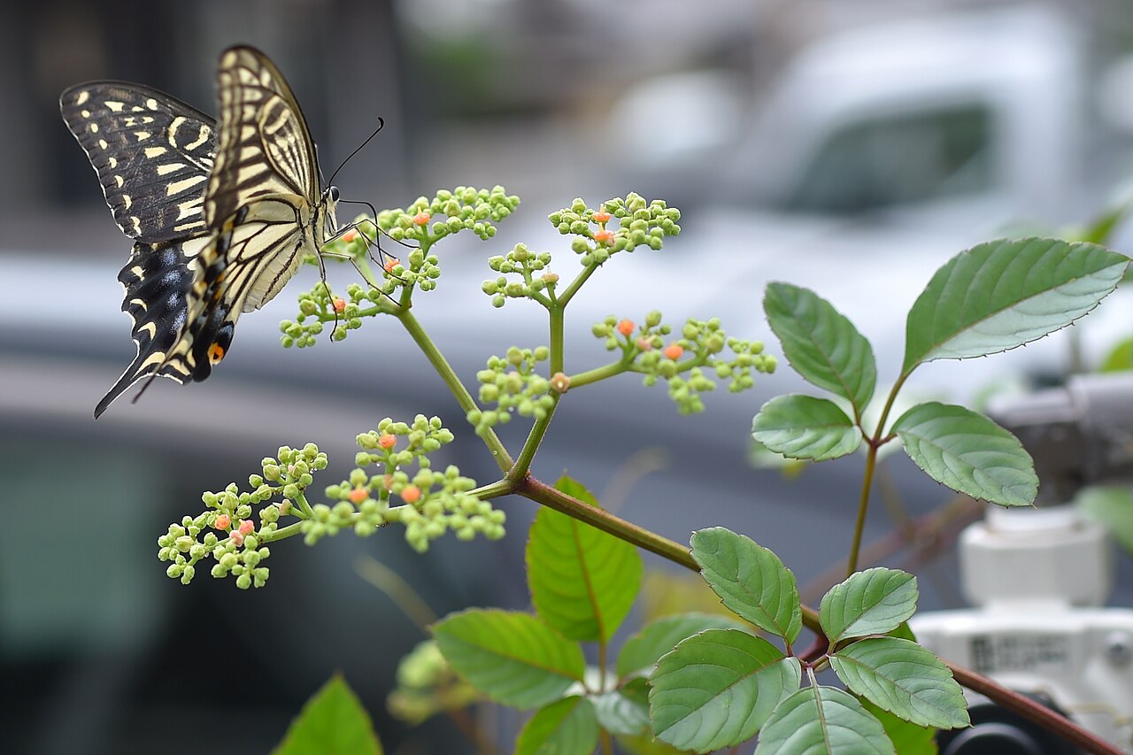 Bushkiller: ヤブガラシの花蜜を吸うナミアゲハ