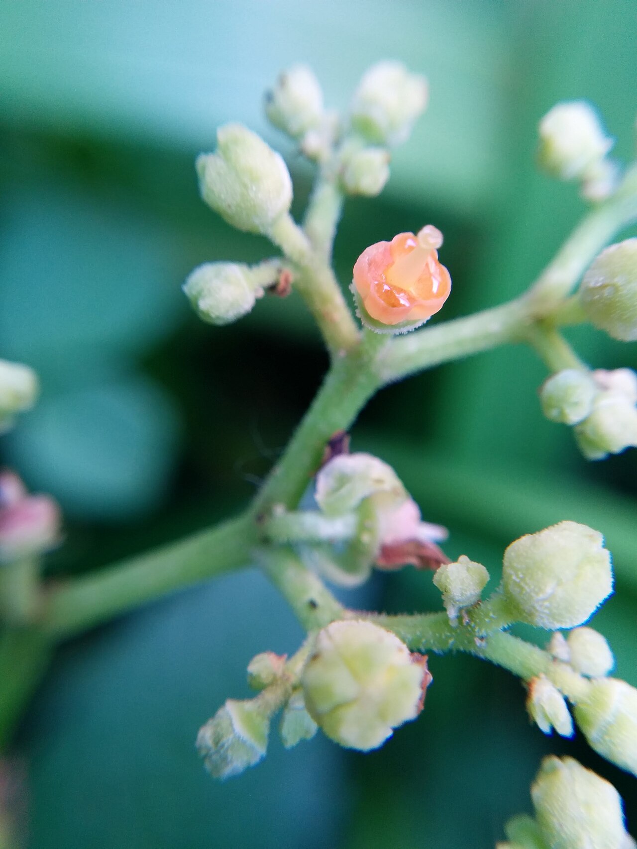 Bushkiller: Causonis japonica , photographed in Central China Normal University, Wuhan, Hubei Province, China