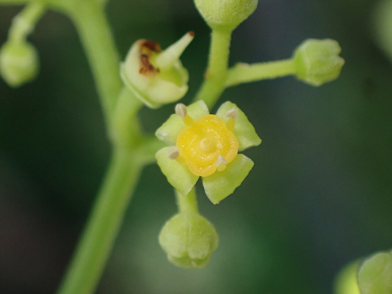 Causonis tenuifolia: ヒイラギヤブカラシの花盤の上面観(2026年9月 沖縄県石垣市)