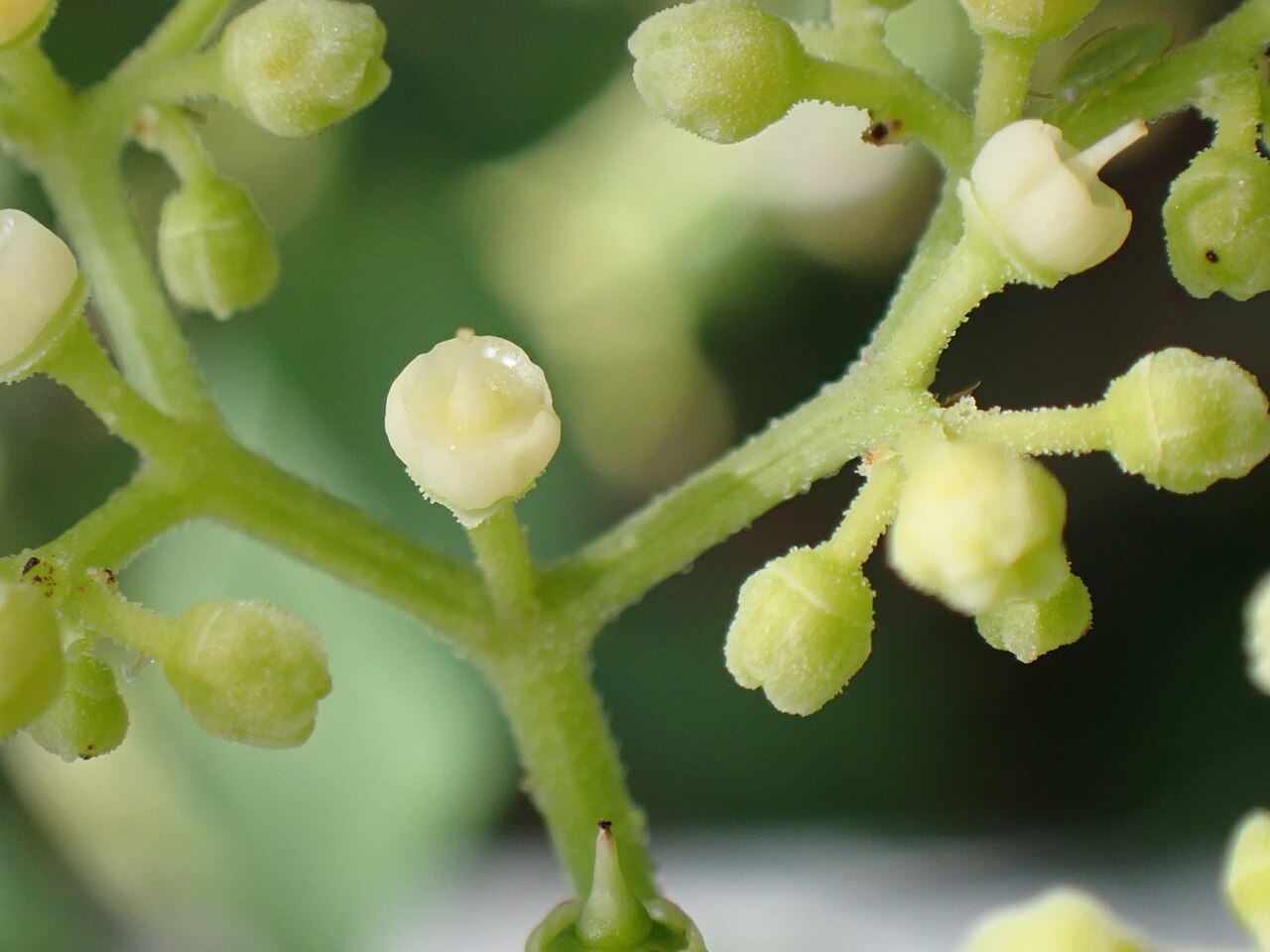 Causonis tenuifolia: ヒイラギヤブカラシの白変した花盤(2026年9月 沖縄県石垣市)