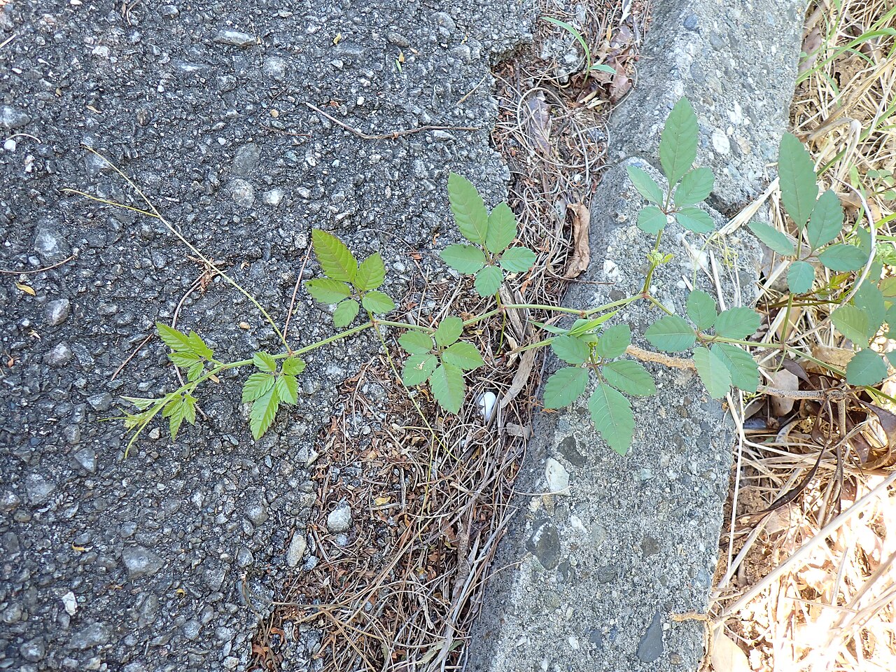 Causonis tenuifolia: ヒイラギヤブカラシの葉と対生する巻きひげ(2026年9月 沖縄県石垣市)