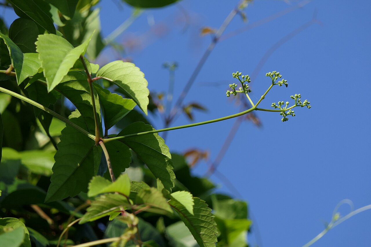 Threeleaf cayratia: synonym: Cayratia trifolia (L.) Domin