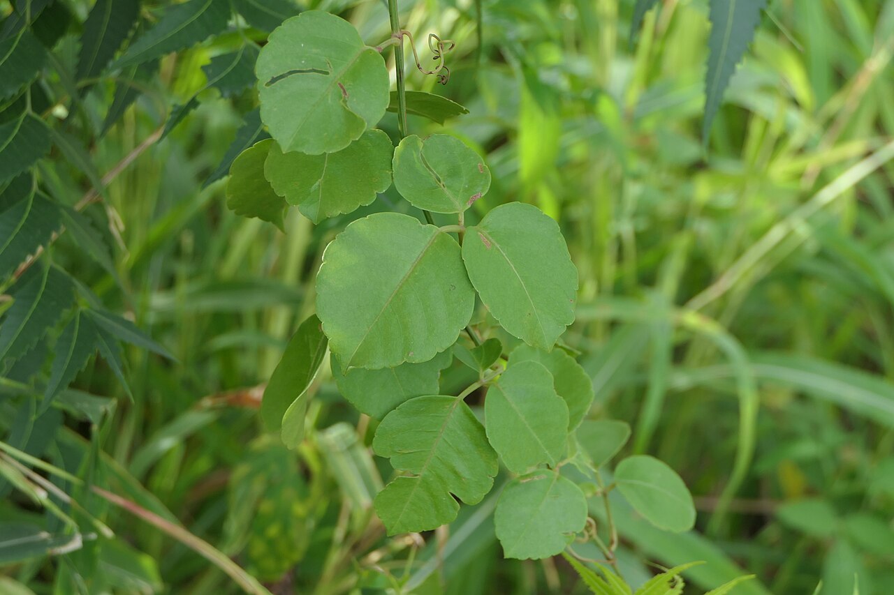 Threeleaf cayratia: Cayratia trifolia (L.) Domin