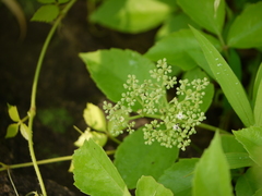 Threeleaf cayratia (Causonis trifolia)