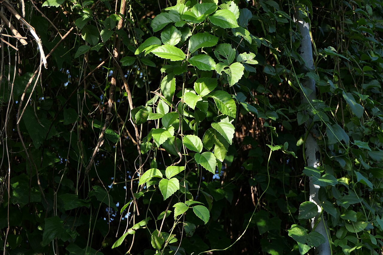 Threeleaf cayratia: synonym: Cayratia trifolia (L.) Domin