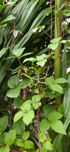 Threeleaf cayratia (Causonis trifolia)