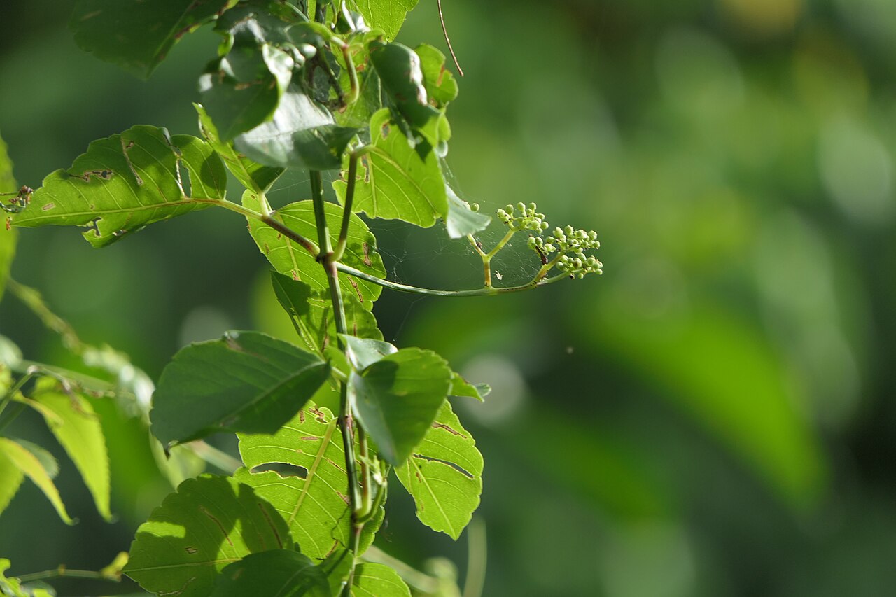 Threeleaf cayratia: Cayratia trifolia (L.) Domin