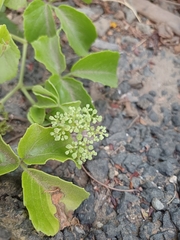 Threeleaf cayratia (Causonis trifolia)