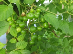 Threeleaf cayratia (Causonis trifolia)