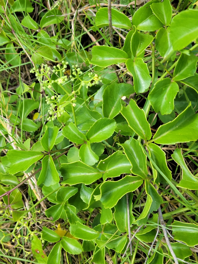 Threeleaf cayratia (Causonis trifolia)