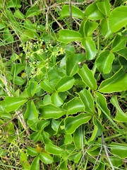 Threeleaf cayratia (Causonis trifolia)